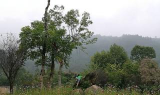 乌鲁木齐到喀纳斯多少公里 乌鲁木齐到喀纳斯多少公里