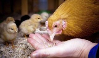 新型饲料添加剂有哪些 新型饲料添加剂有哪些