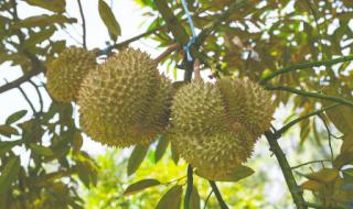 泰国榴莲即将大量上市 泰国榴莲即将大量上市