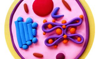 细胞模型制作超轻粘土 细胞模型制作超轻粘土