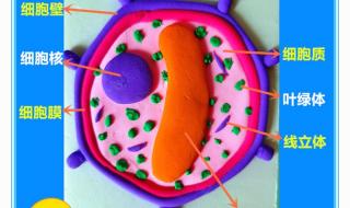 细胞模型制作超轻粘土 细胞模型制作超轻粘土